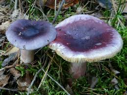 ganoderma-lucidum